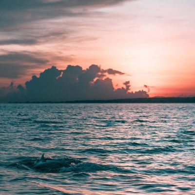 clouds-dolphin-dusk-994474